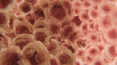 《eLife》: NK细胞成为抗击癌症的重磅武器