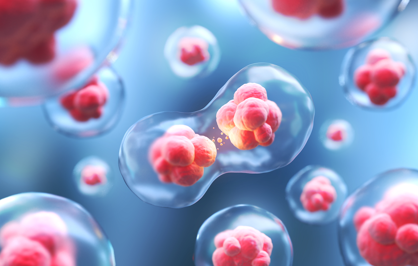 脐血造血干细胞